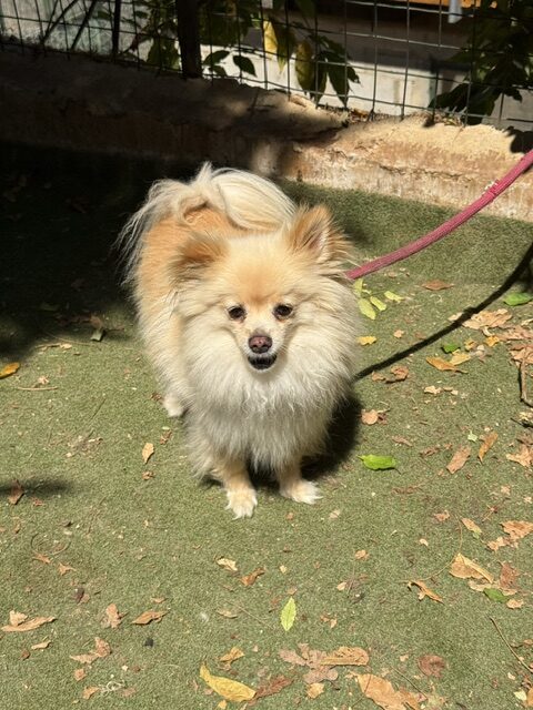 Gucci the Pom (15)