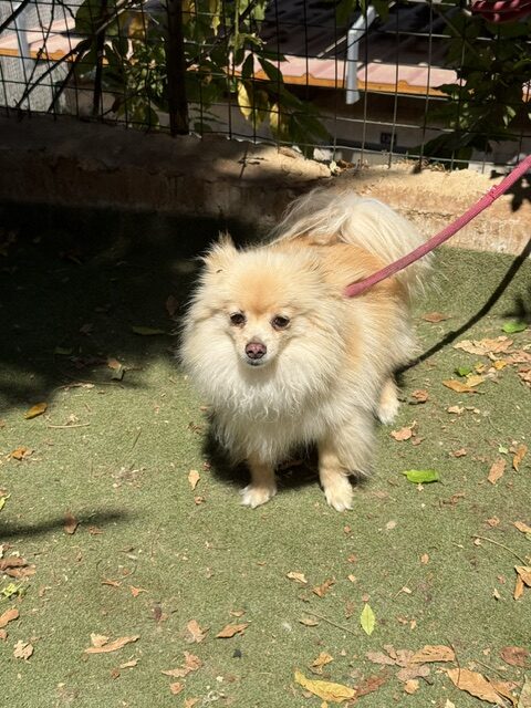 Gucci the Pom (16)