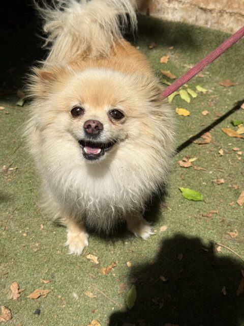 Gucci the Pom (17)