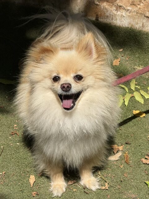 Gucci the Pom (18)