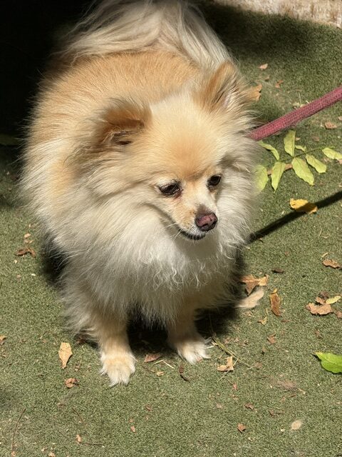 Gucci the Pom (19)