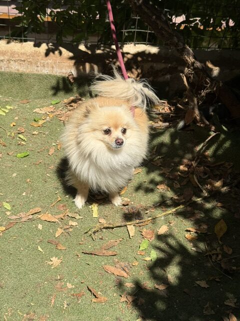 Gucci the Pom (2)