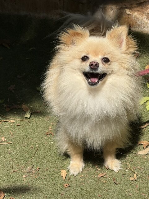 Gucci the Pom (20)