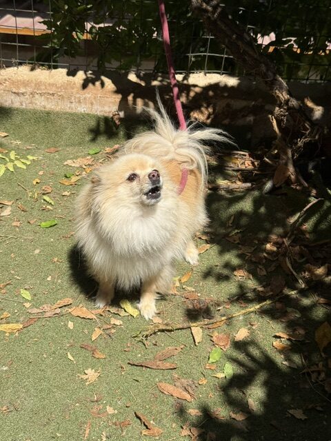 Gucci the Pom (3)