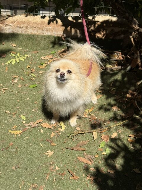Gucci the Pom (4)