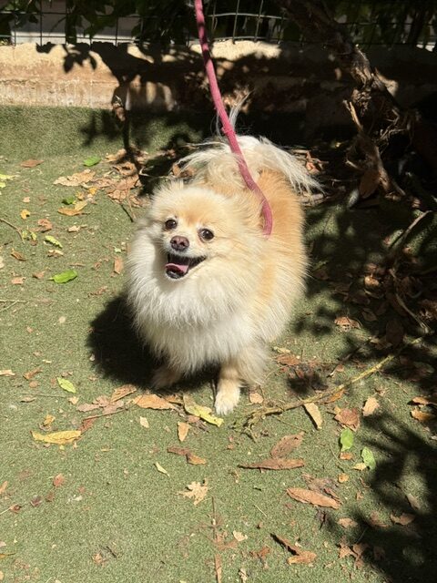Gucci the Pom (5)