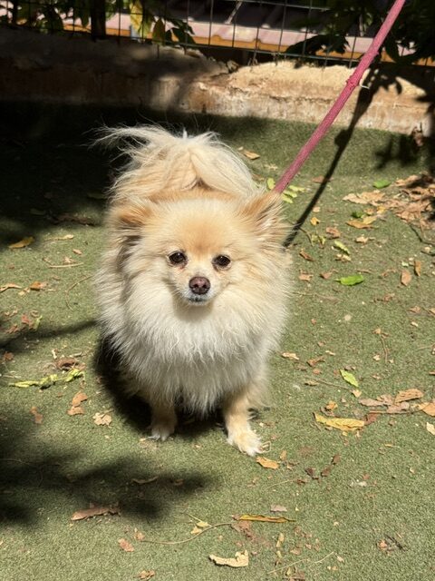 Gucci the Pom (6)