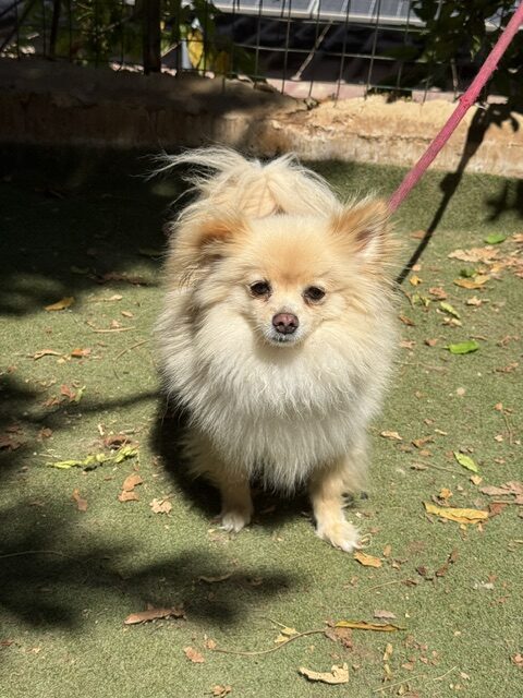 Gucci the Pom (7)