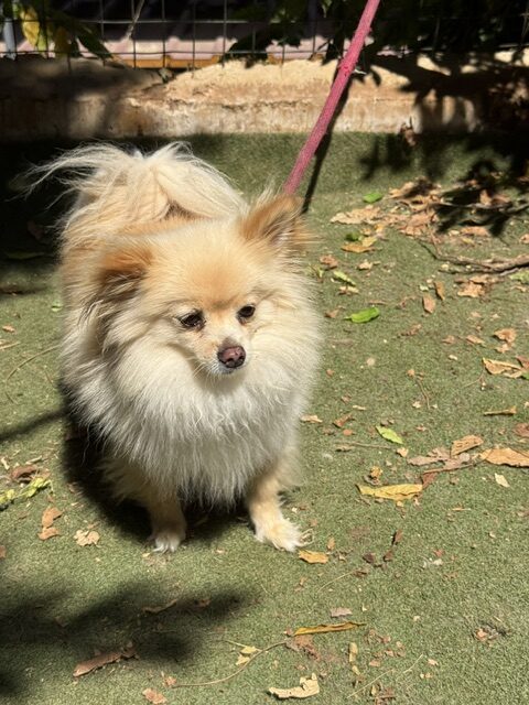Gucci the Pom (8)