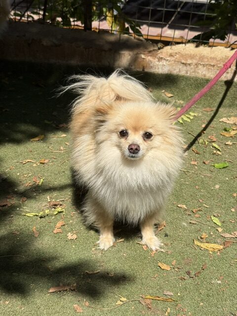 Gucci the Pom (9)