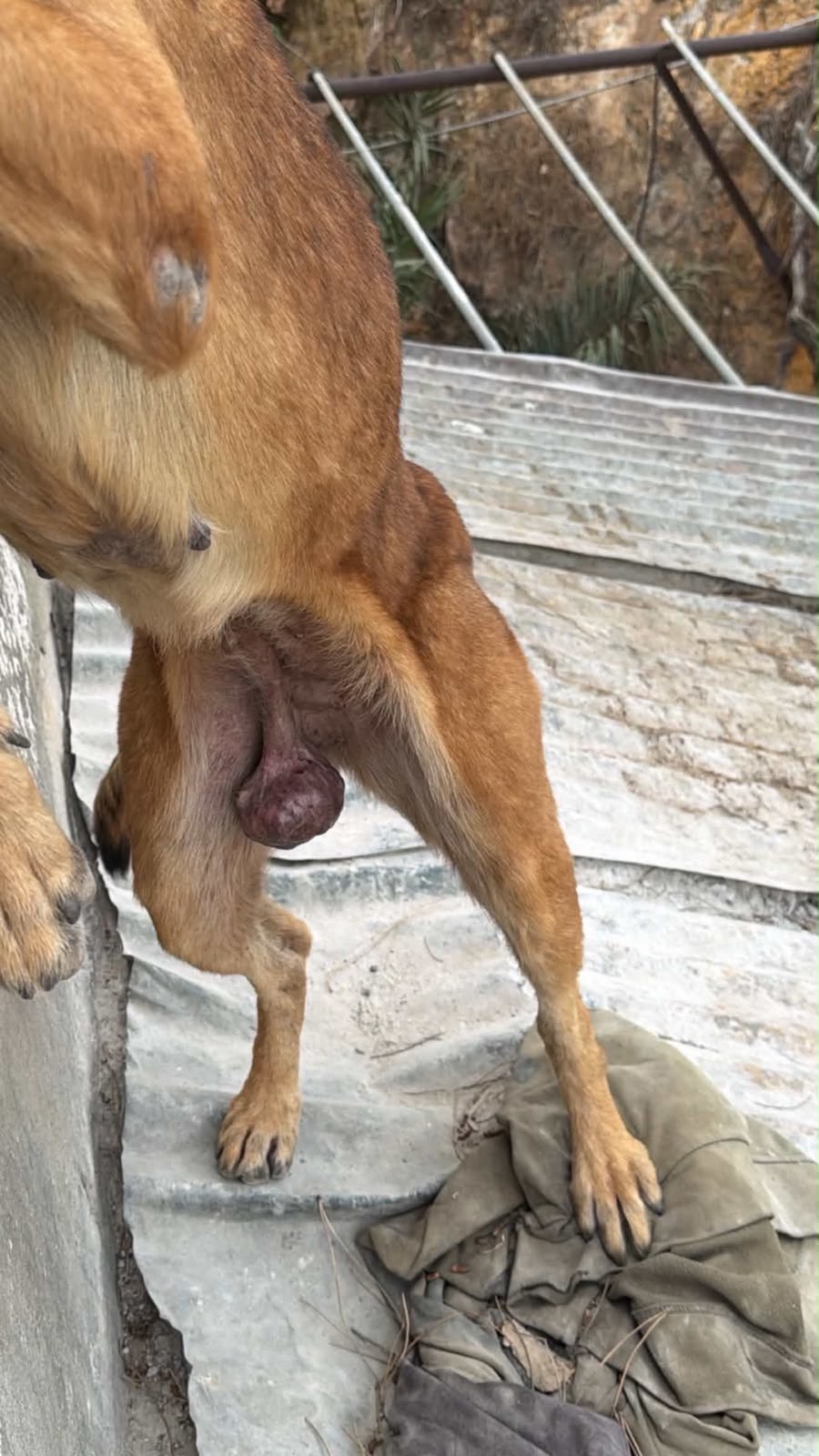 Mashka